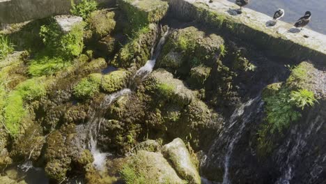 Water-flows-in-a-small-trickle-over-moss-from-a-lake-with-ducks-in-no-pipes-in-the-old-historical-water-pipe-system-of-the-Romans,-historical-remnants-in-a-town-in-France