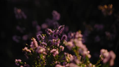 Stunning-pink-heather-flowers-shining-in-the-morning-sun