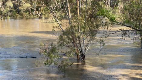 Inundaciones-Del-Río-Goulburn-En-Victoria,-Australia,-Con-árboles-Cubiertos