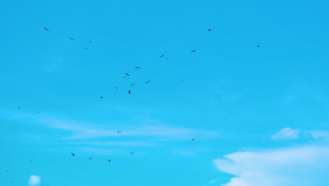 Flock-of-eagle-birds-circling-in-flight-formation-in-peaceful-blue-sky