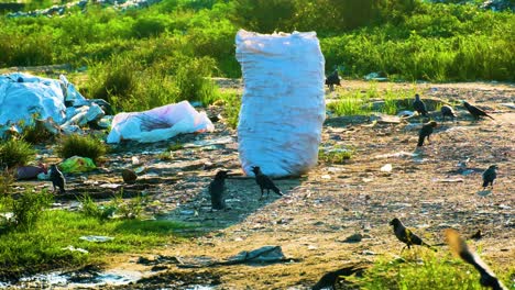 Flock-of-crows-pick-at-landfill-garbage-scraps-near-discarded-rubbish-bag