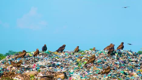 Black-kite-bird-flock-hunting-through-garbage-landfill-waste