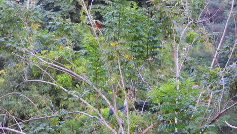 Vibrant-birdlife-among-the-lush-greenery-of-Minca,-Colombia,-with-a-Crimson-Backed-Tanager-visible-amidst-the-branches
