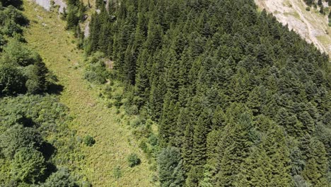 Forested-land-of-Trabzon's-plateaus,-lush-trees-on-the-Black-Sea,-Turkey