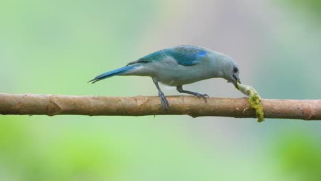 Blue-gray-tanager-perched-on-a-branch-feeding-on-a-caterpillar-in-Minca,-Colombia