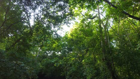 Flight-through-lush-canopy-of-tropical-rainforest-in-Minca,-Colombia,-with-sunlight-filtering-through-the-leaves