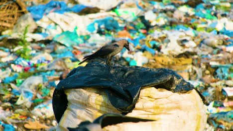 Black-crow-picking-at-landfill-garbage-scraps-in-discarded-rubbish-disposal