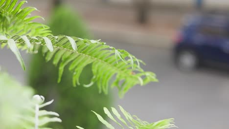 sword-fern-being-tossed-around-by-gushing-air-in-slow-motion-coming-out-of-a-balcony-garden