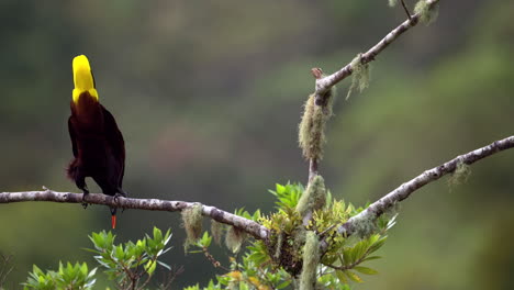 Montezuma-Oropendola-perched-on-branch,-swings-off-its-perch-to-start-its-180-degree-dip,-slowmotion