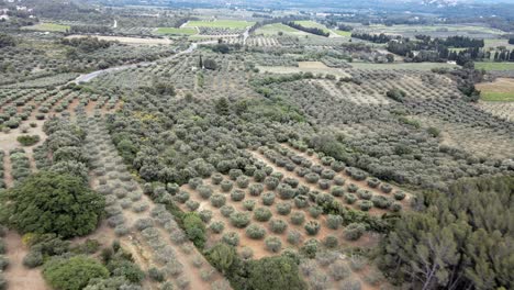 Smooth-drone-shot-flying-over-a-sprawling-olive-grove-nestled-by-mountains-in-Les-Beaux-de-Provence,-France