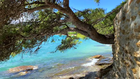 Beautiful-transparent-turquoise-water-and-big-trees-by-the-sea-in-Cavalière-Lavandou-South-of-France,-magical-green-nature-hike-near-water,-beach-holiday-vacation,-4K-static-shot