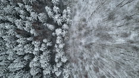 Aerial-Drone-Forest-Landscape-of-Snowed-Trees,-Species-in-Division,-Iced-Dry-Wet