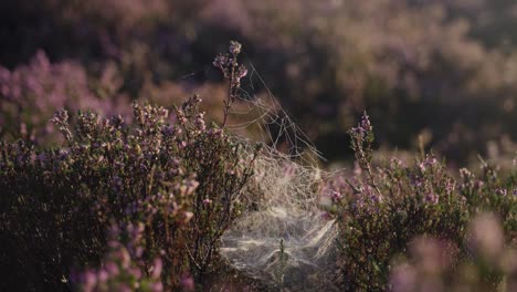 Wundervoller-Dichter-Heidebusch,-Bedeckt-Mit-Feuchten-Spinnweben-Unter-Der-Strahlenden-Morgensonne