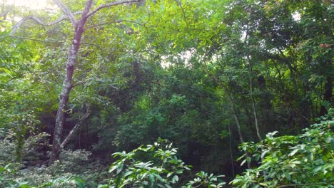 Luftaufnahme-Eines-üppigen-Blätterdachs-Mit-Einem-Versteckten-Bach,-Der-Darunter-Fließt,-Im-Tropischen-Wald-Von-Minca,-Kolumbien