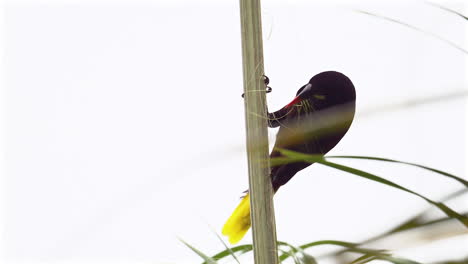 Montezuma-Oropendola--collecting-nestmaterial-from-a-palmtree-stem