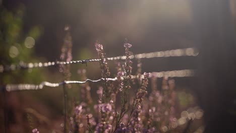 Soft-heather-growing-around-a-sharp-barbed-wire-fence-lit-up-by-the-morning-sun