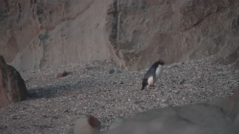 Pingüino-Tawaki-Endémico-Durante-La-Puesta-De-Sol-En-Monro-Beach,-Nueva-Zelanda