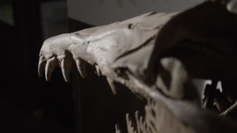Chrysocetus-Fouadasii-skeleton---aquatic-dinosaur-fossil-skull-and-teeth