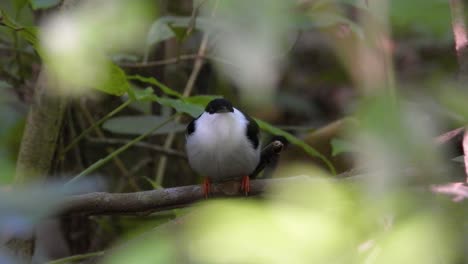 White-bearded-manakin-perched-discreetly-among-the-dense-foliage-in-Tayrona-National-Park,-Colombia