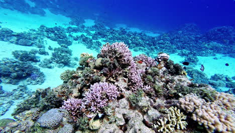 Tropical-fish-swimming-around-a-mound-of-colorful-coral