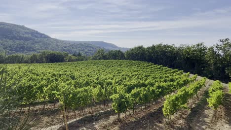 Field-in-France-with-wine-plants-on-a-sunny-hill-in-Provance-with-beautiful-landscape-and-hills-in-the-Hitnergrund