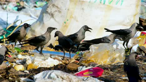 Black-crow-bird-flock-hunting-through-hazardous-garbage-landfill-waste-disposal-site