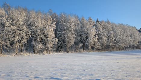 Snowy-winter-landscape,-frosty-forest-trees-in-row-by-field