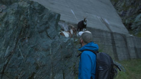 Hiker-Looking-Up-On-Herd-Of-Goats-On-Rock-Near-Dam-Structure-In-Valmalenco,-Italy