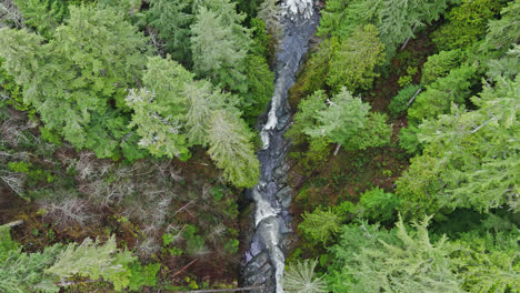4K-drone-footage-of-river-and-evergreen-forest-crossing-a-bridge-in-the-pacific-northwest