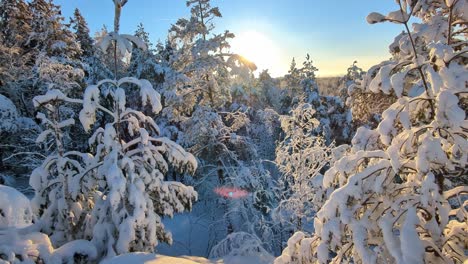 Pristine-winter-wonderland-in-beautiful-backlight-with-snowy-trees