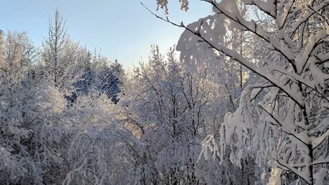 Weißer,-Schneebedeckter-Winterwald-Mit-Verschneiten-Bäumen,-Finnland