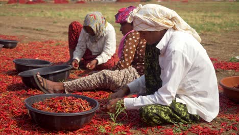 Group-of-rural-women-workers-sorting-dry-red-chillies-in-summer-heat