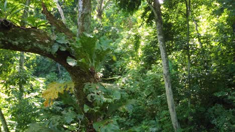 Gliding-in-tense-tropical-foliage-with-a-variety-of-green-leaves-in-the-sunlight-dappled-forests-of-Minca,-Colombia