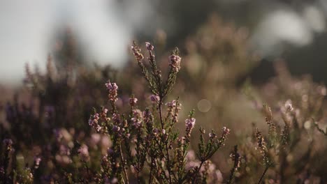 Beautiful-blossoming-heather-bush-backlit-by-the-morning-sun