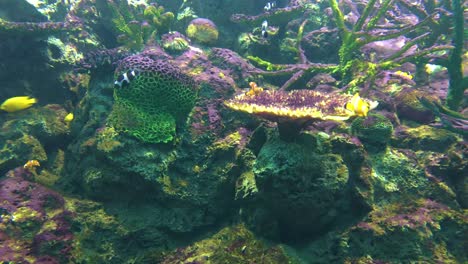 -Background-under-seawater-of-beautiful-coral-reef-and-swimming-fish,-still-footage-under-seawater