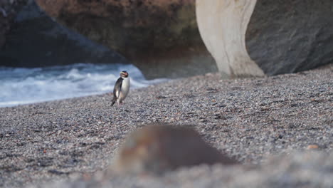 Pingüino-De-Fiordland-Caminando-En-La-Playa-De-Guijarros-Al-Atardecer-En-Paringa,-Nueva-Zelanda