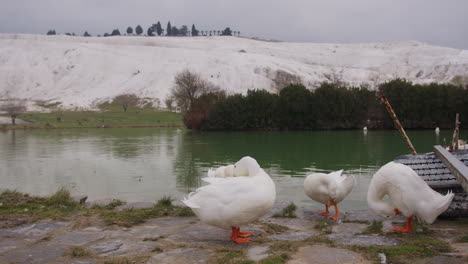 Ducks-washing-themselves-in-Pamukkale-near-Hierapolis