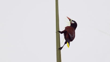 Montezuma-Oropendola--collecting-nestmaterial-from-a-palmtree-stem