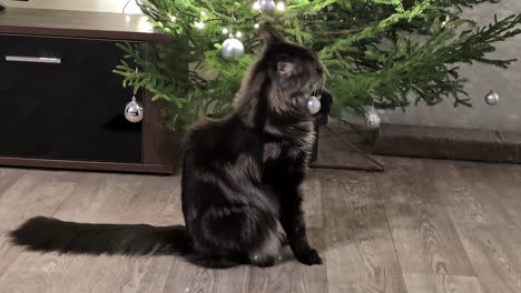 Long-haired-grey-cat-plays-scratching-and-biting-Christmas-tree-decoration-Balls