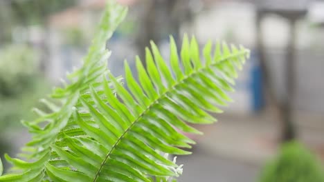 close-up-shot-of-a-couple-sword-fern-branches-being-tossed-around-by-gushing-air-in-slow-motion-coming-out-of-a-balcony-garden