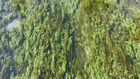 Flacher-Fluss-Mit-Vielen-Unterwasserpflanzen-In-Klarem-Wasser-In-Einem-Bach-In-Einer-Kleinen-Stadt-In-Frankreich