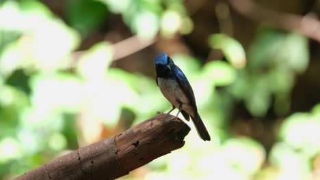 Perched-on-top-of-a-broken-branch-facing-right-and-then-flies-away-to-the-left,-Hainan-Blue-Flycatcher-Cyornis-hainanus-Thailand