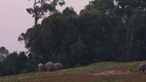 Two-individuals-walking-to-the-right-while-the-herd-is-busy-mining-for-minerals-to-feed-on-as-seen-on-the-lefthand-side,-Indian-Elephant-Elephas-maximus-indicus,-Thailand