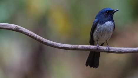 Camera-zooms-out-revealing-this-lovely-blue-bird-looking-to-the-right,-Hainan-Blue-Flycatcher-Cyornis-hainanus,-Thailand
