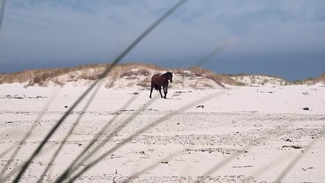 A-wild,-lone-stallion-walking-on-a-beach-with-grass-blowing-in-the-wind-and-dunes-in-the-distance