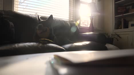Young-dog-sits-on-leather-couch-panting-as-sunlight-glistens-and-shines-in-window
