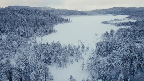 Bosque-De-Abetos-Profundamente-Cubierto-De-Nieve-Durante-La-Ventisca-Invernal