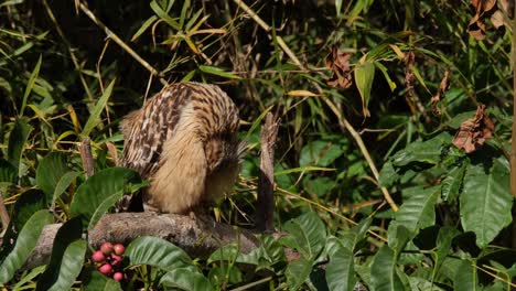 Turns-its-head-and-faces-right-puffing-and-preening-its-front-feathers-with-delight,-Buffy-Fish-Owl-Ketupa-ketupu,-Thailand
