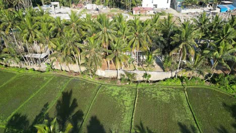 Drone-aerial-footage-of-a-lush-rice-field-in-Ubud,-Bali,-Indonesia