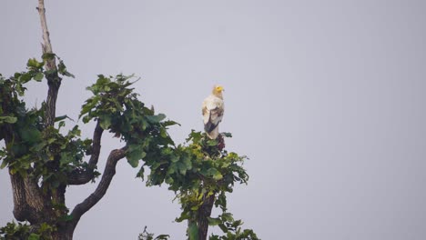Un-Alimoche-O-Pájaro-Neophron-Percnopterus-Posado-O-Descansando-En-La-Rama-De-Un-árbol-En-Un-Bosque-De-Madhya-Pradesh,-India